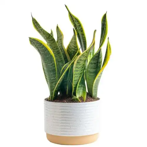 Sansevieria White-Natural Decor Planter Live Indoor Plant