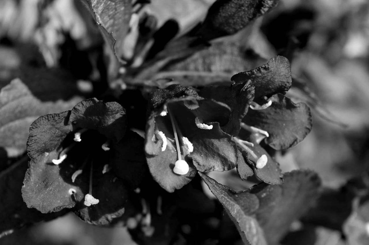 Black Plants That Add Bold