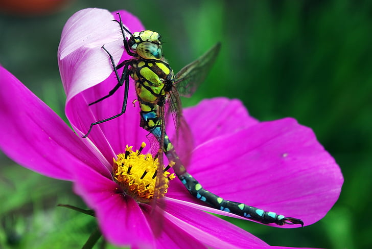 dragonfly in garden