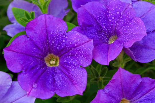 Galaxy Petunias
