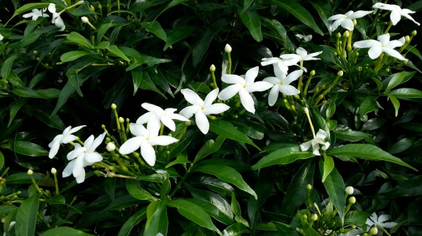 jasmine plant